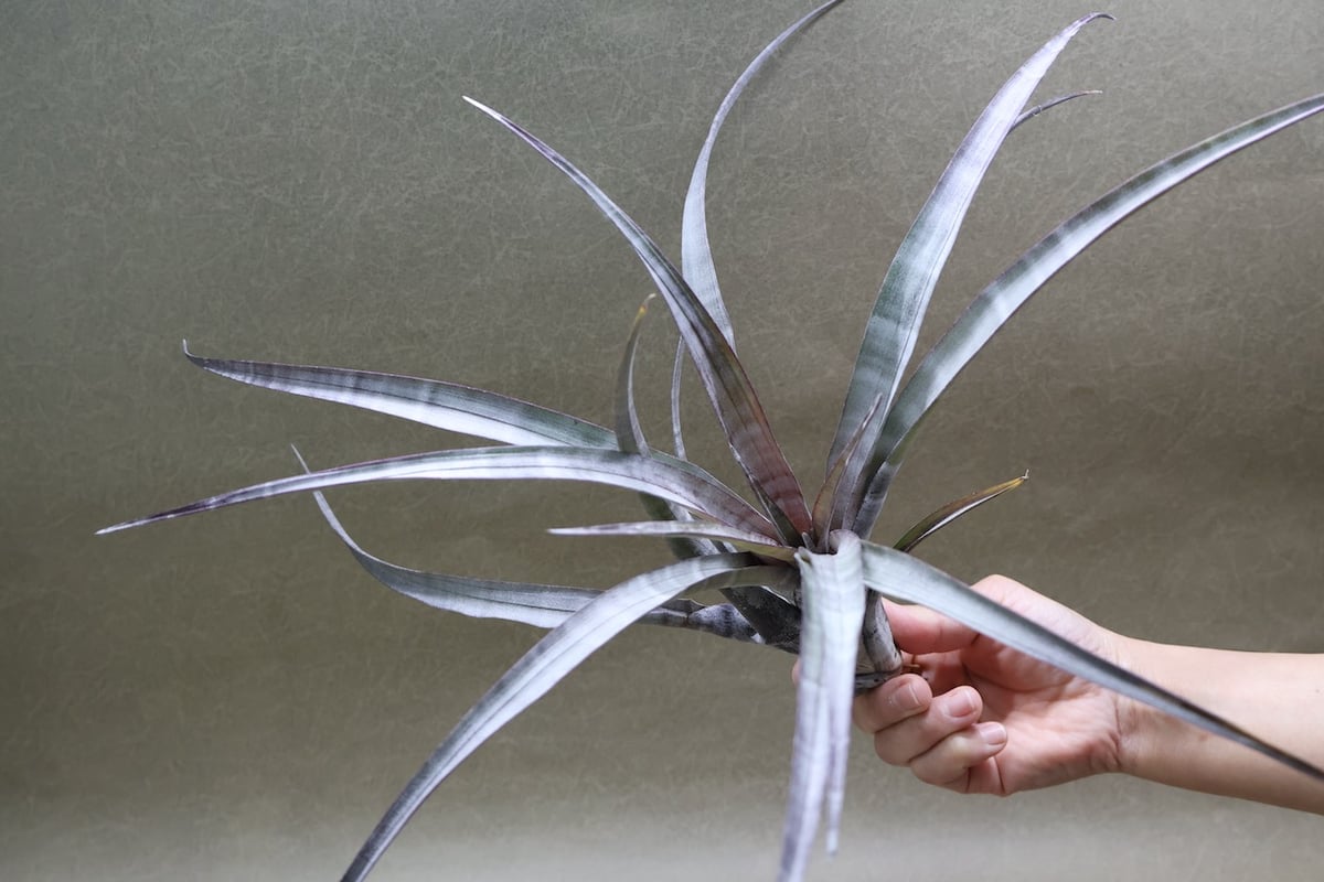 ヒルダエ 56号 | air-plants TENGU-DO