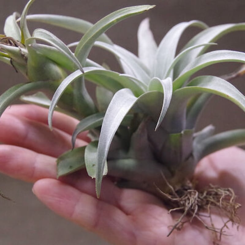 カピタータ イエロースター 20号 | air-plants TENGU-DO