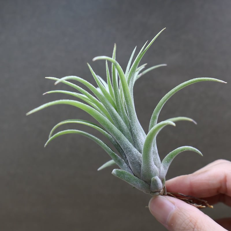 リオホンドエンシス × イオナンタ Sサイズ13号 | air-plants TENGU-DO