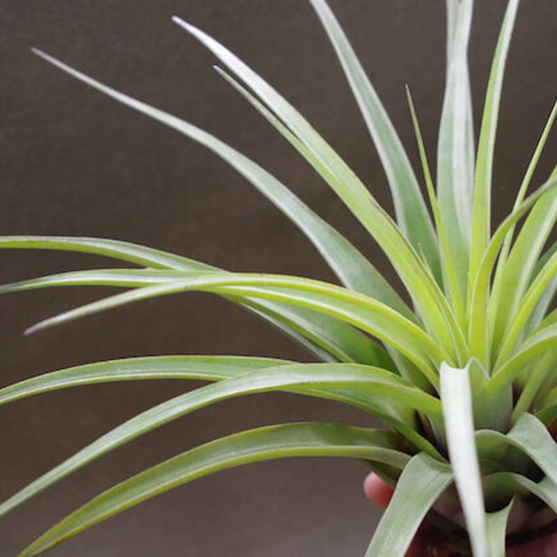 ファシクラータ × ストレプトフィラ 01号 | air-plants TENGU-DO