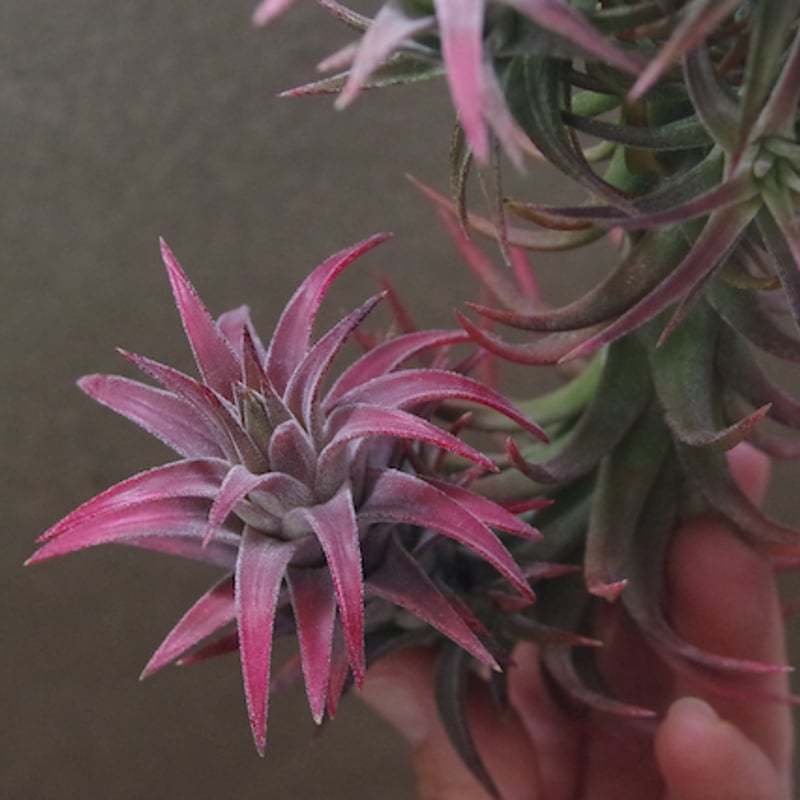 イオナンタ バンハイニンギー クランプ 08号 | air-plants TENGU-DO