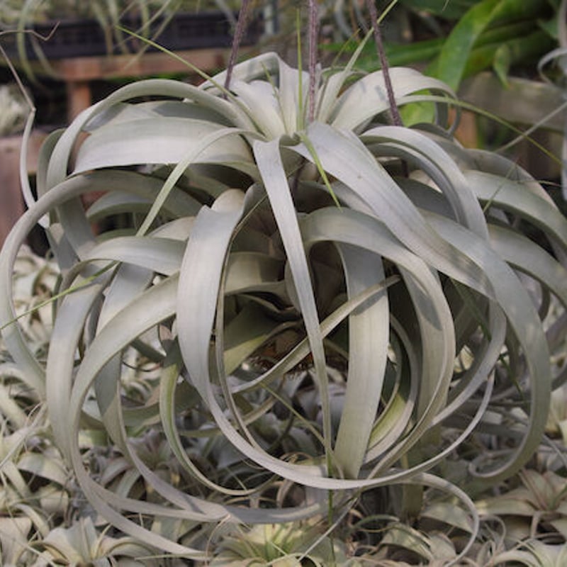 キセログラフィカ 特大2X Lサイズ 03号 | air-plants TENGU-DO