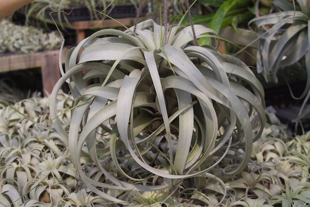 キセログラフィカ 特大2X Lサイズ 03号 | air-plants TENGU-DO