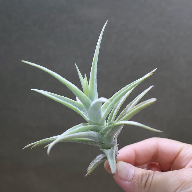 Tillandsia Hedgehog 速達発送 Tillandsia Ionantha Cactus Type 速達発送 - メルカリ
