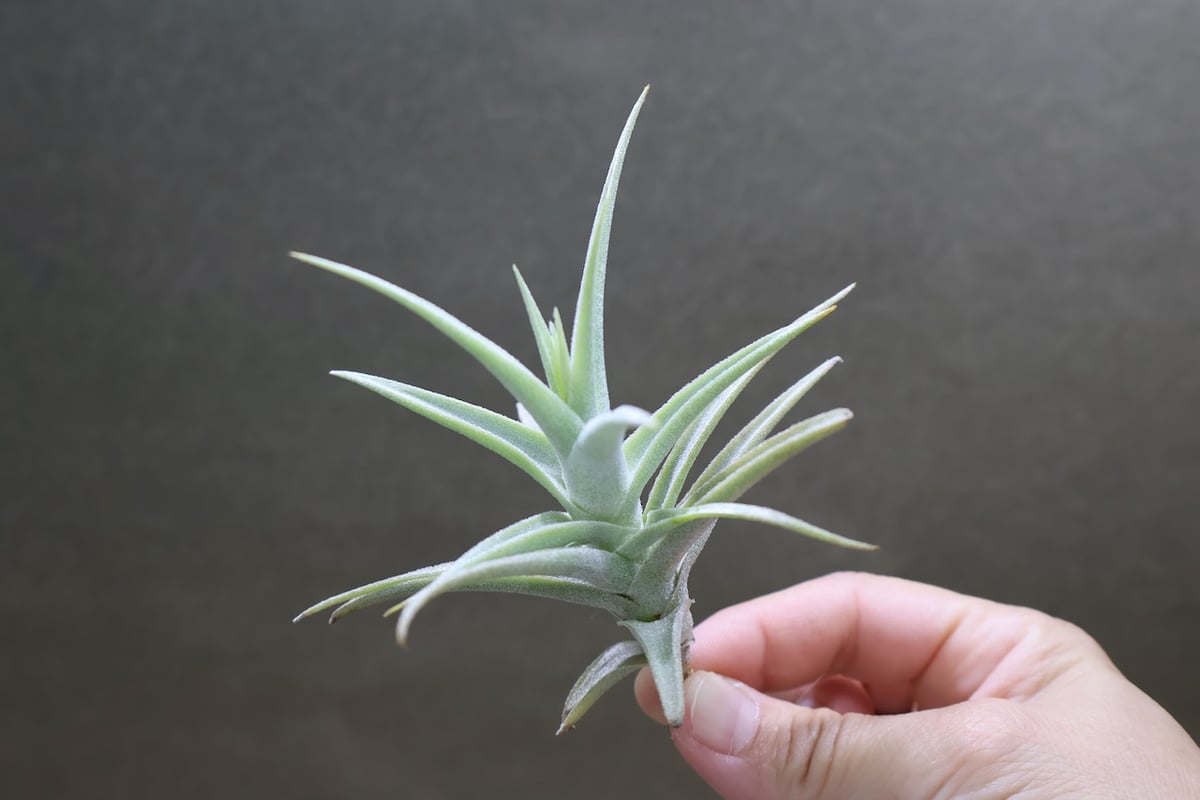 【専用】プルメリア様 Tillandsiaおまとめ購入ページ □チランジア書籍／Genus Tillandsia P28 | 常葉植物園 Tokiwa Bo
