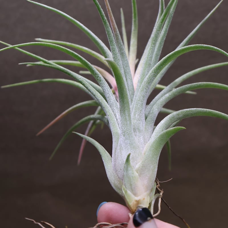 ヴィクトリア（イオナンタ×ブラキカウロス） 10号 | air-plants TENGU-DO