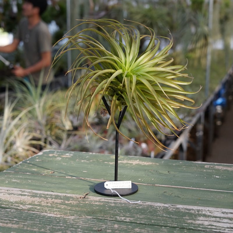 スタッフ特選】ブラキカウロス・シュプリーム B号 | air-plants TENGU-DO