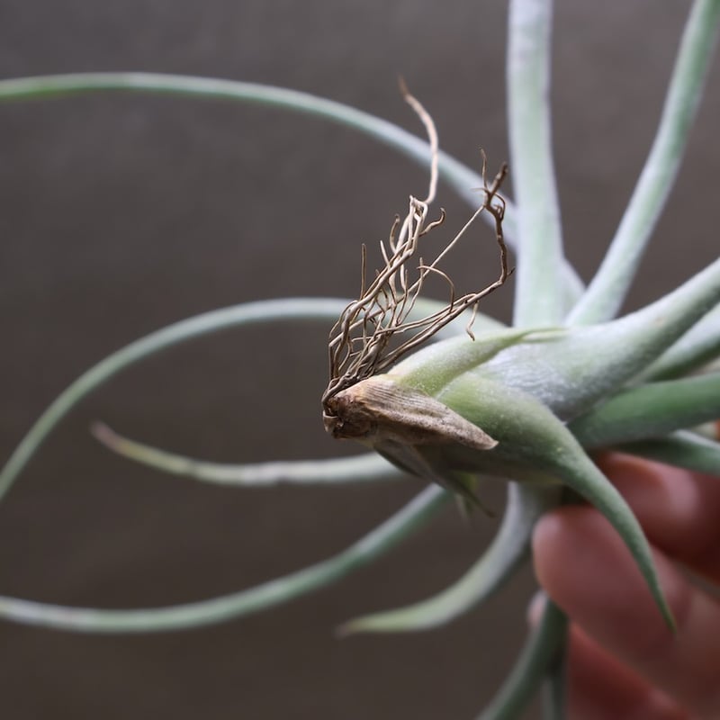シーディアナ × エーレルシアナ 04号 | air-plants TENGU-DO