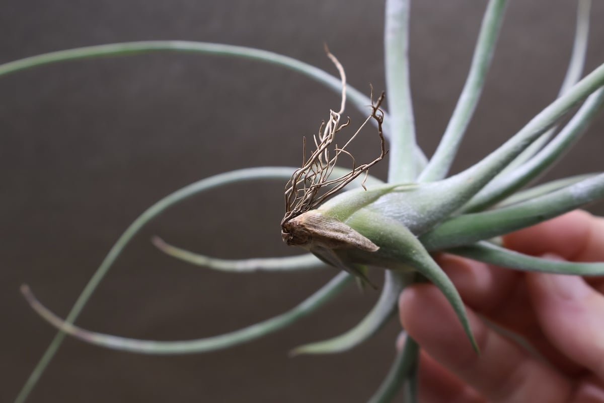 シーディアナ × エーレルシアナ 04号 | air-plants TENGU-DO