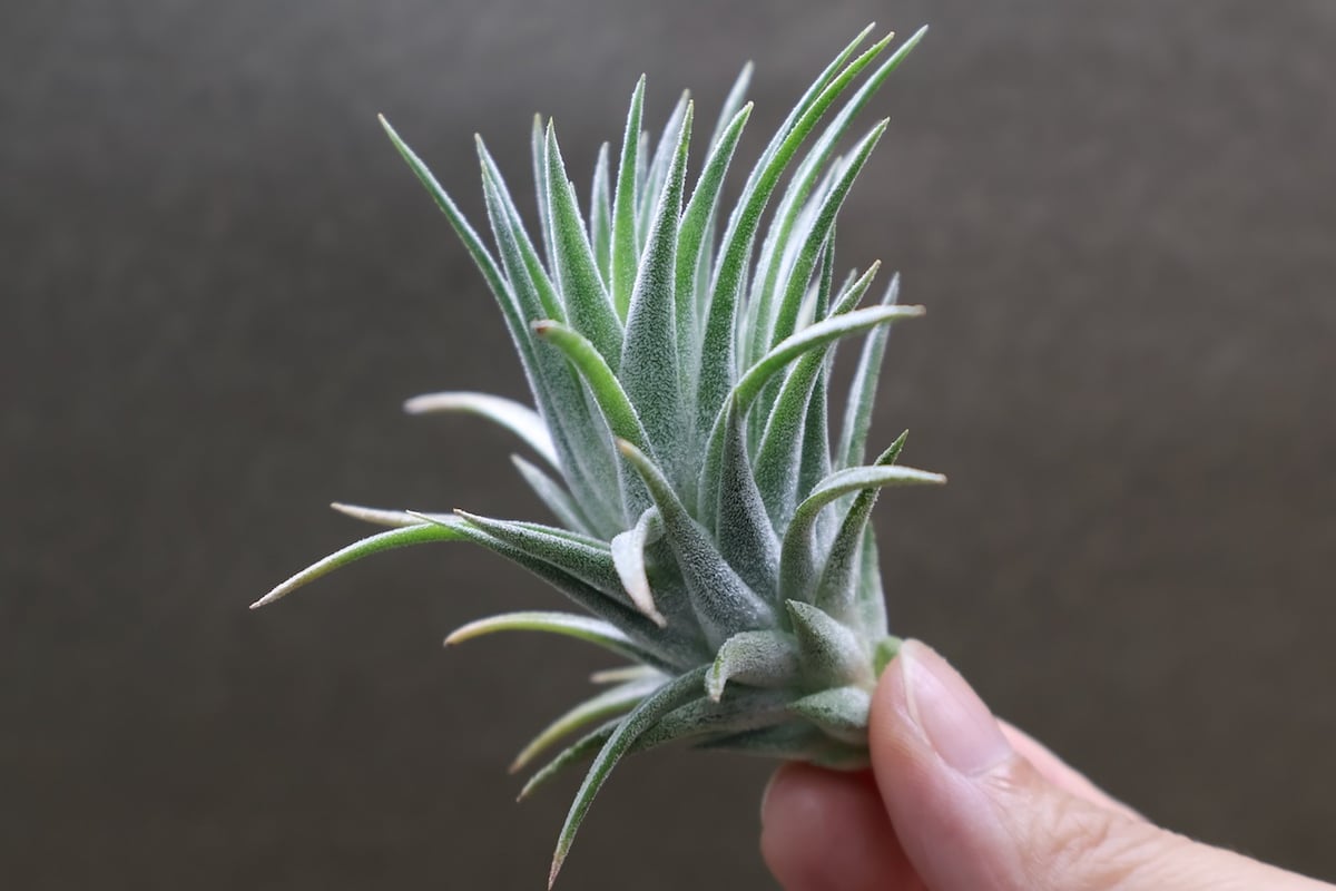 イオナンタ バンハイニンギー ハイブリッド 01号 | air-plants TENGU-DO