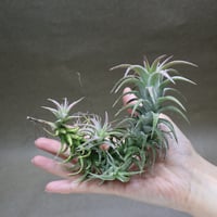 イオナンタ メキシカンゼブリナ 01号 | air-plants TENGU-DO