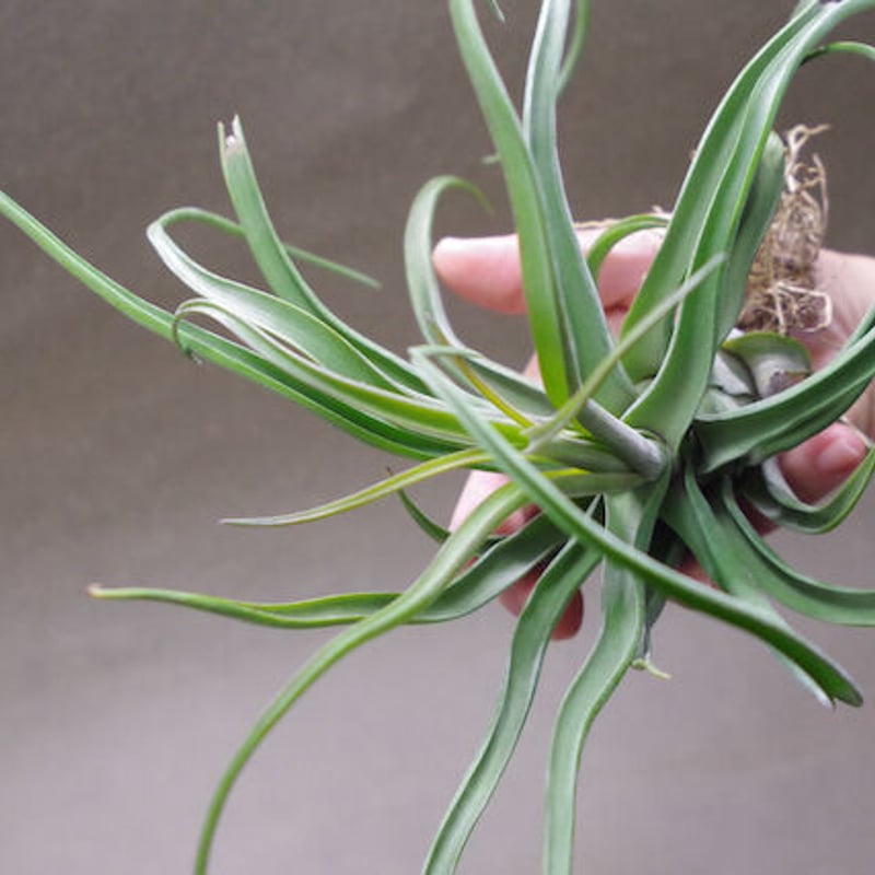 ショータイム × ストレプトフィラ 01号 | air-plants TENGU-DO ショータイム × ストレプトフィラ 01号 | air-plants TENGU-DO