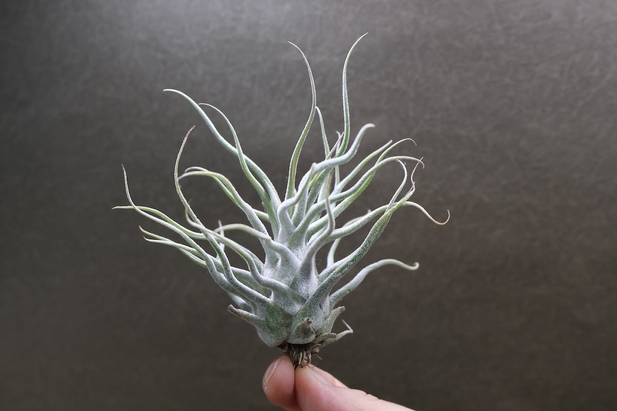 ティー／タイ （エーレルシアナ×ブルボーサ） 22号 | air-plants TENGU-DO