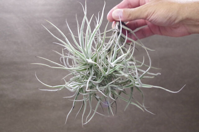 パレアセア クランプ 08号 | air-plants TENGU-DO パレアセア クランプ 08号 | air-plants TENGU-DO