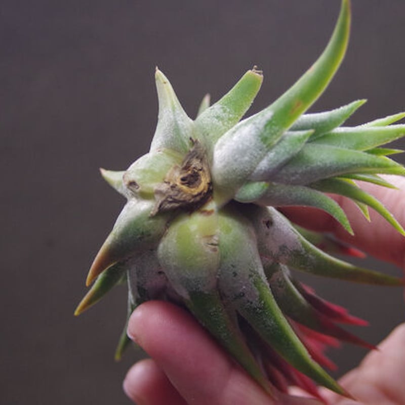 マヤントーテムポール 03号 | air-plants TENGU-DO