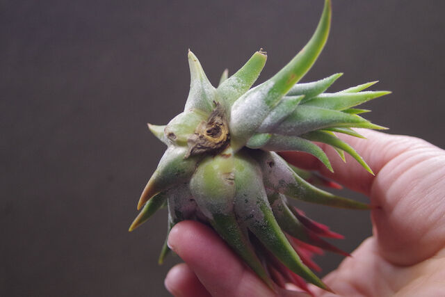 マヤントーテムポール 03号 | air-plants TENGU-DO