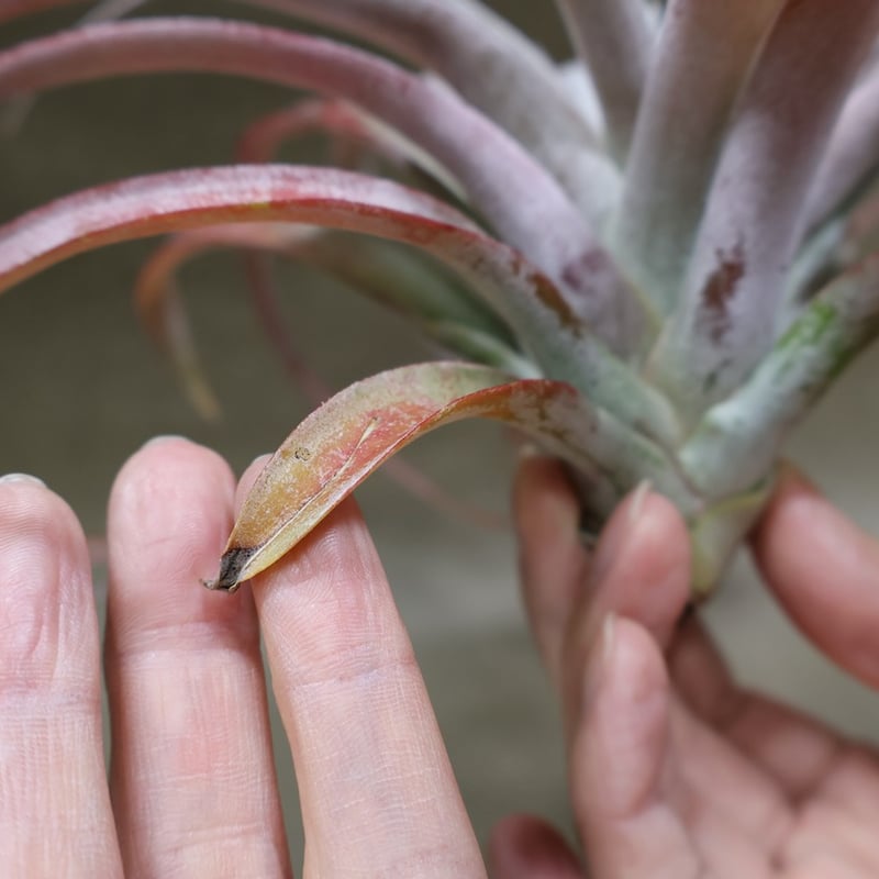 ココナッツグローブ（ チアペンシス × カピタータレッド ) 15号 | air