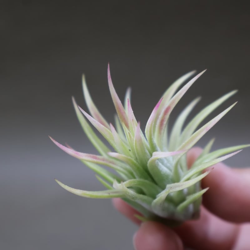 イオナンタ アルボマージナータ 特選49号 | air-plants TENGU-DO