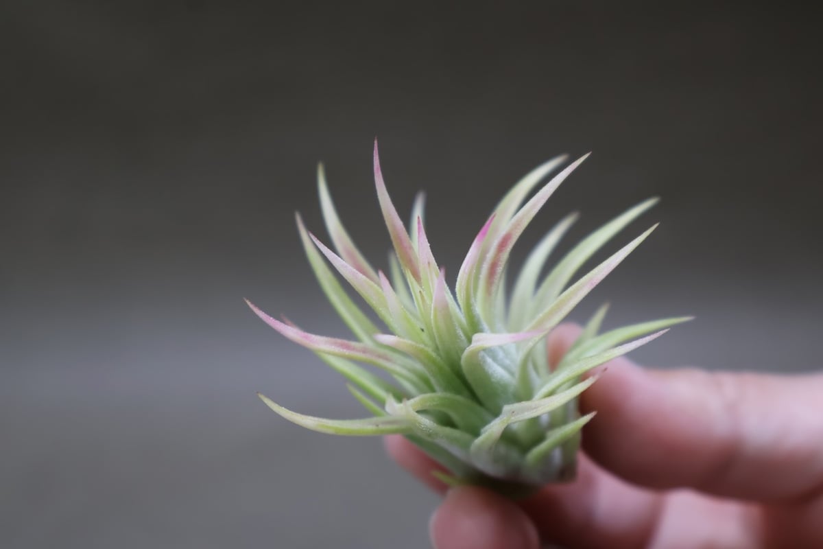 イオナンタ アルボマージナータ 特選49号 | air-plants TENGU-DO