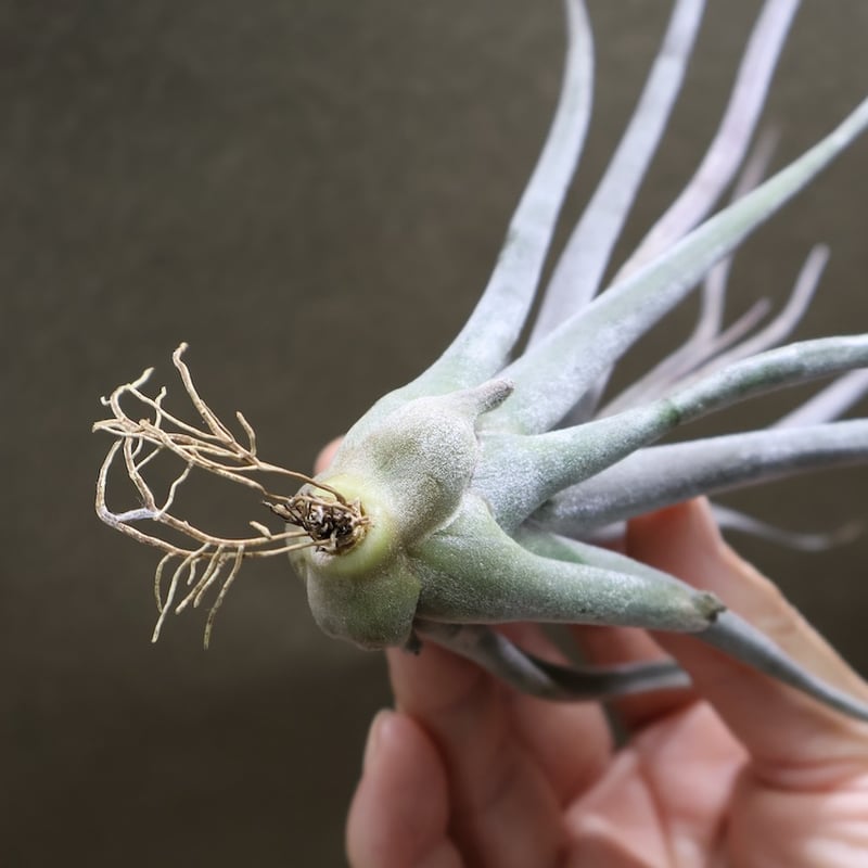 ベアコレアーレ × タイ/ティ 03号 | air-plants TENGU-DO