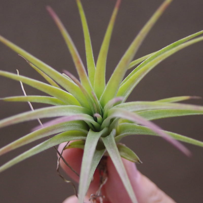 イオナンタ ファットボーイ Sサイズ20号 | air-plants TENGU-DO