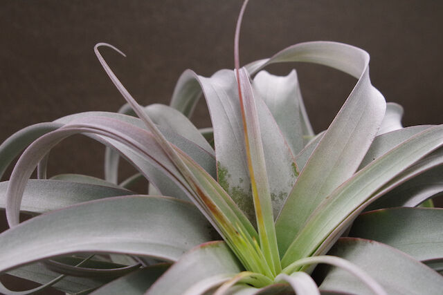 キセログラフィカ コロンビアフォーム 04号 | air-plants TENGU-DO
