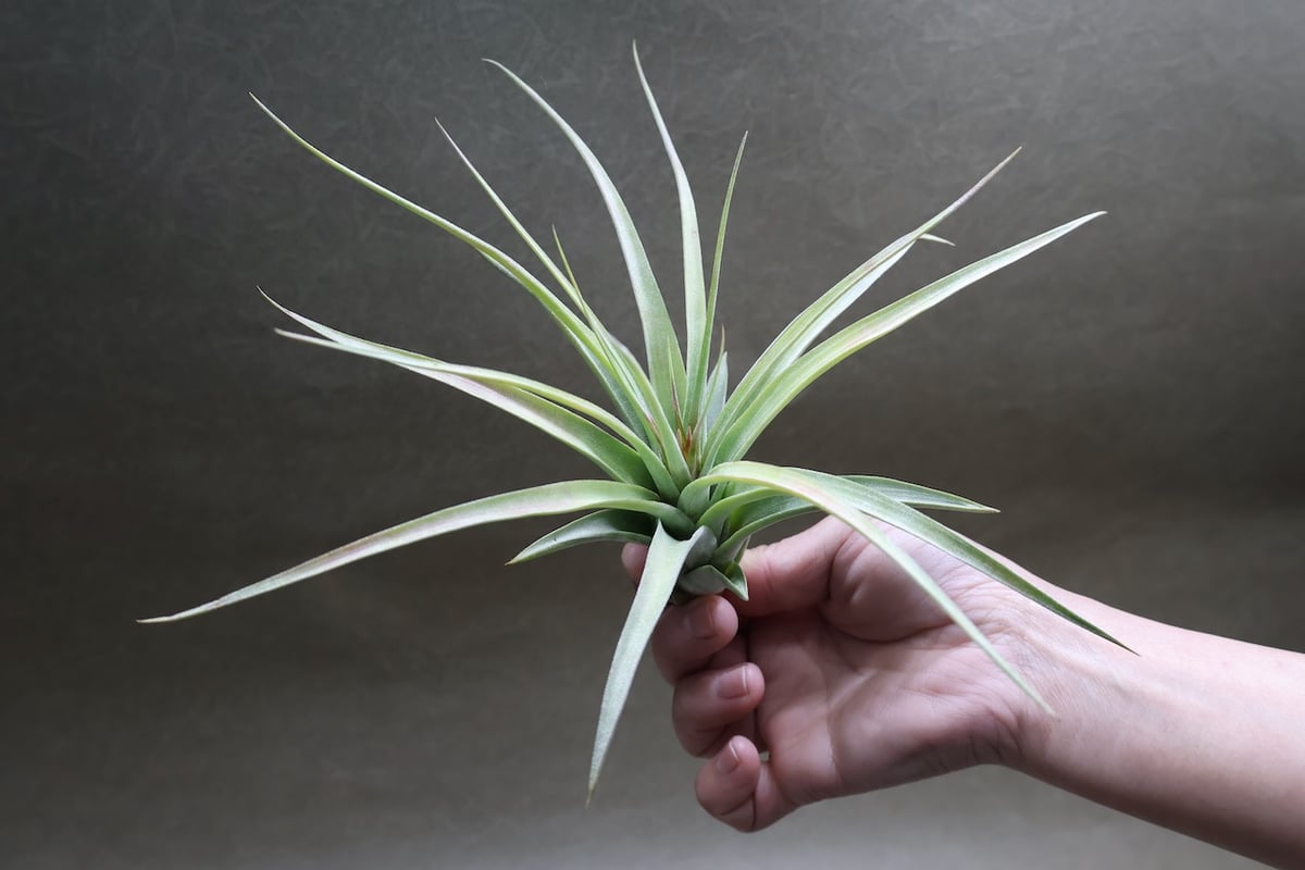 チランジア コンコロール × ストレプトフィラ セレクテッド チランジア・コンコロール×ストレプトフィラ Tillandsia concolor × T