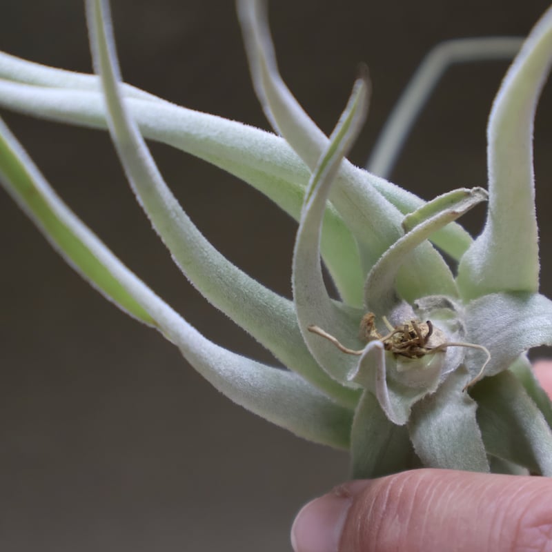 ストラミネア 14号 | air-plants TENGU-DO ストラミネア 14号 | air-plants TENGU-DO