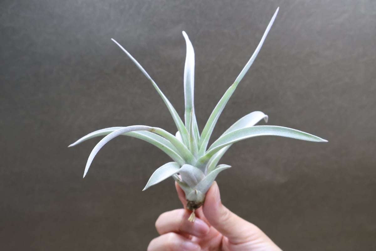 チランジア　シルバートーチ Amazon.co.jp: Tillandsia ' Silver Torch ' ① チランジア シルバー