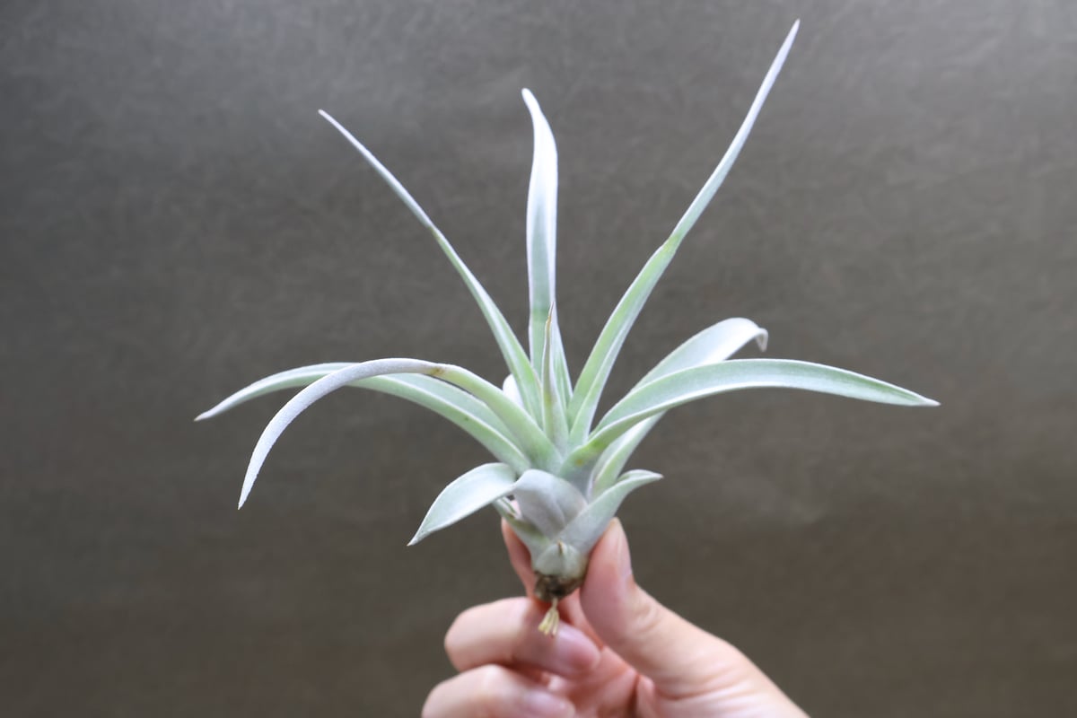 シルバートーチ （キセログラフィカ ×チアペンシス）02号 | air-plants TENG...