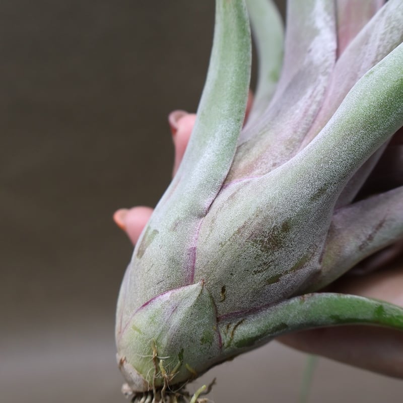 カピタータ×ストレプトフィラ 24号 | air-plants TENGU-DO