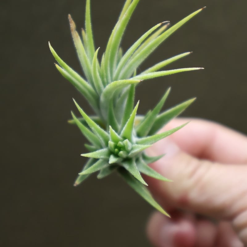 イオナンタ アルビノ 23号 | air-plants TENGU-DO