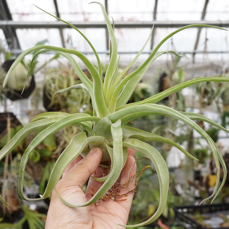 スタッフ特選】ストレプトフィラ 子株大株 S号 | air-plants TENGU-DO