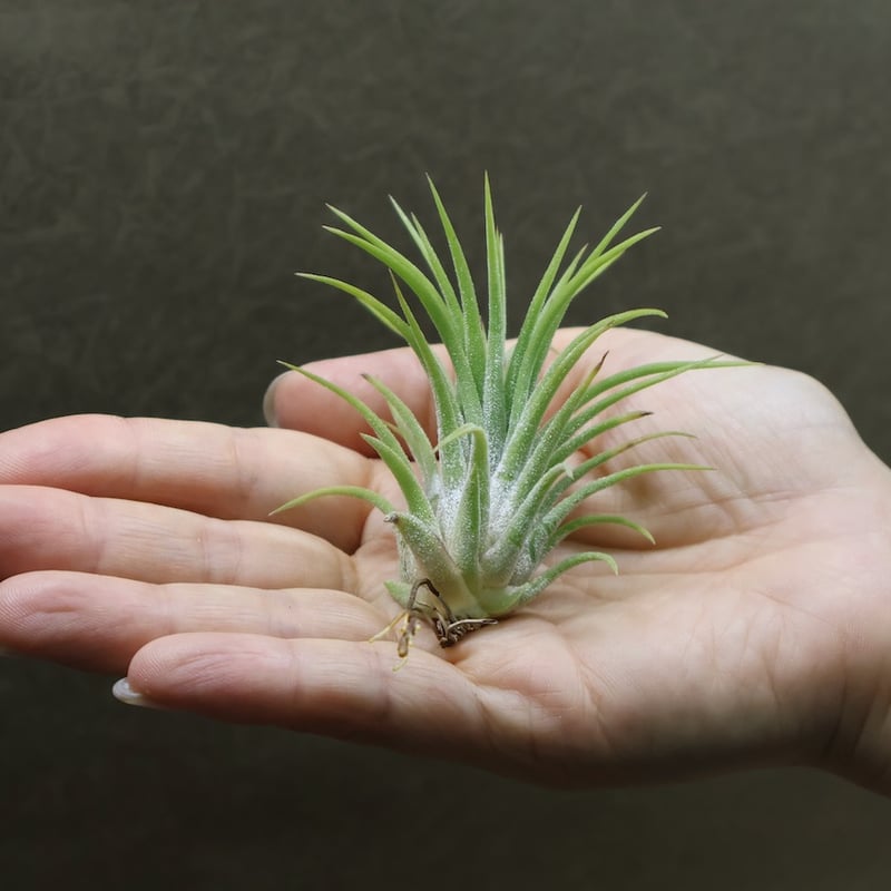 ヘドロ沼 様　ご確認用　アプレタードBRT アプレタード BRT 01号 | air-plants TENGU-DO