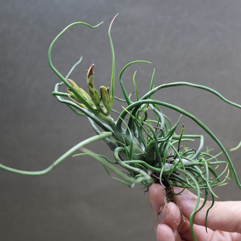 希少❗️エアプランツ　チランジア　ブルボーサ群生✨ エアプランツ チランジア ブルボーサ 二頭群生 bulbosa - メルカリ