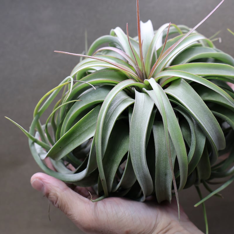 コンコロール×ストレプトフィラ 2XLサイズ07号 | air-plants TENGU-DO
