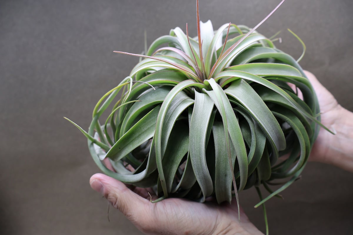 コンコロール×ストレプトフィラ 2XLサイズ07号 | air-plants TENGU-DO