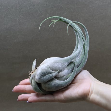 air-plants TENGU-DO
