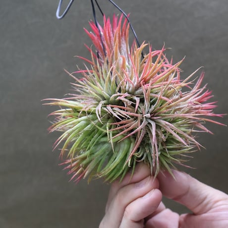 CATEGORY エアープランツ（ティランジア） | air-plants TENGU-DO
