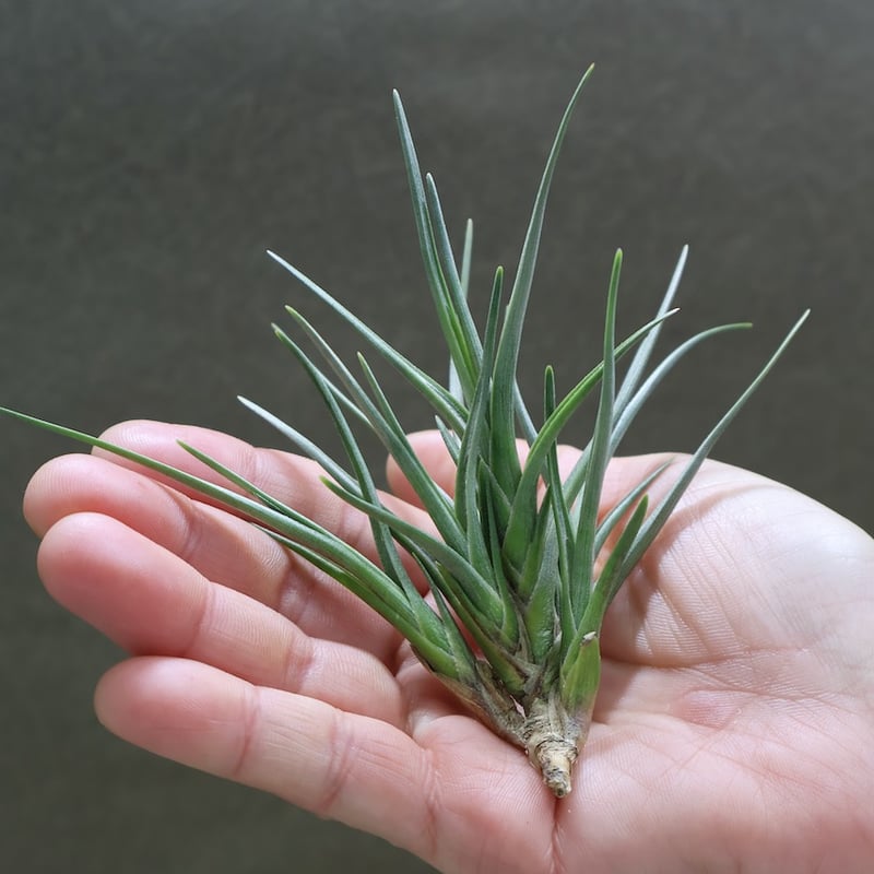 アルベルティアナ クランプ | air-plants TENGU-DO アルベルティアナ クランプ | air-plants TENGU-DO