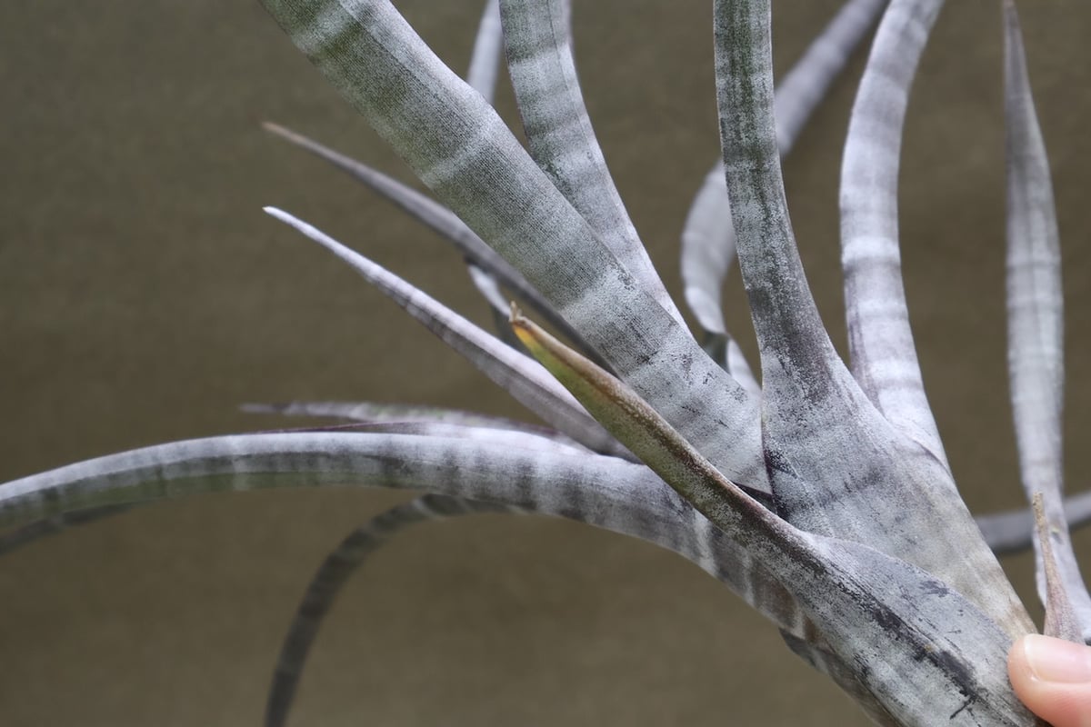 ヒルダエ 56号 | air-plants TENGU-DO