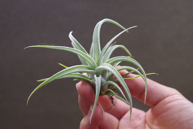 ベアコレアーレ × カプトメドーサエ ソノランスノー 03号 | air-plants 