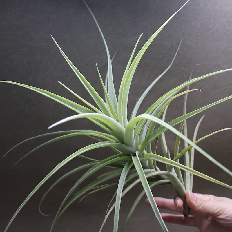 ラティフォリア ディバリカータ 07号 | air-plants TENGU-DO