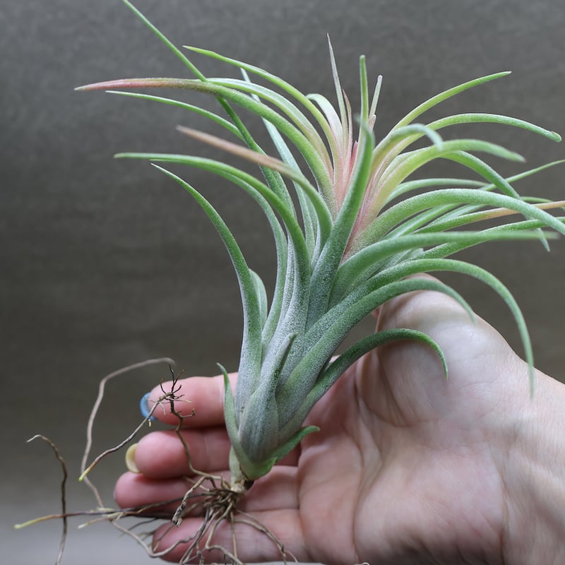 ヴィクトリア（イオナンタ×ブラキカウロス） 10号 | air-plants TENGU-DO