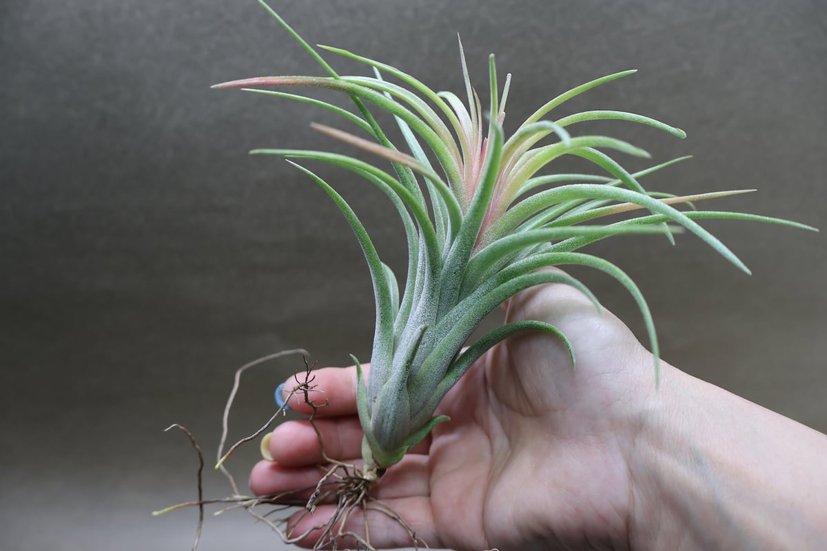 ヴィクトリア（イオナンタ×ブラキカウロス） 10号 | air-plants TENGU-DO