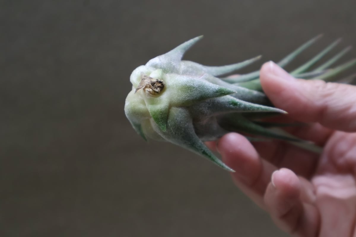 プルイノーサ × セレリアナ 08号 | air-plants TENGU-DO