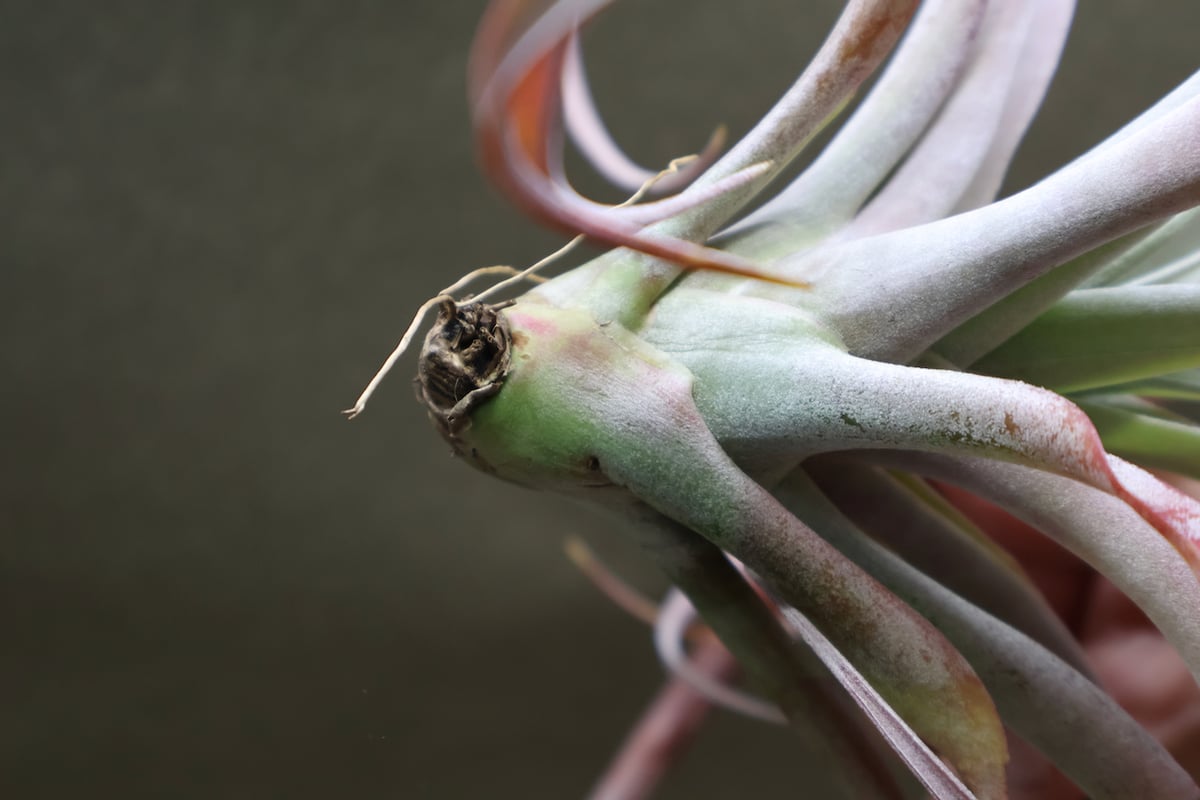 エアプランツ チランジア 希少 ココナッツグローブ