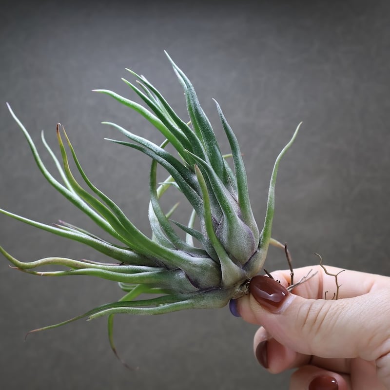 Tillandsia Joel Superior 速達発送 Tillandsia Joel Superior 速達発送 - メルカリ