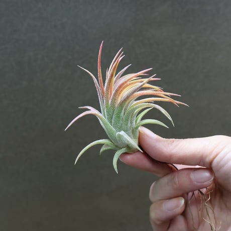 air-plants TENGU-DO