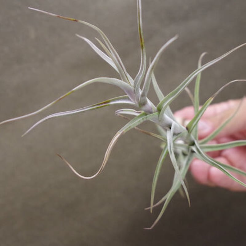 ディアギテンシス 06号 | air-plants TENGU-DO